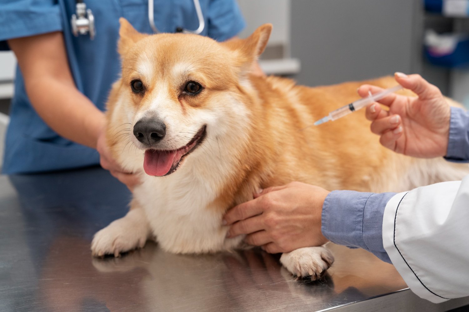 Corgi dostává injekci u veterináře